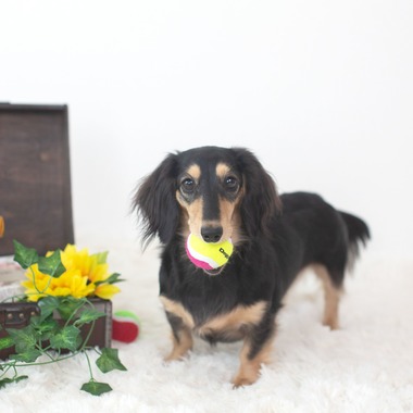 荒畑けいこが出張撮影した「AMIクラウドファンディング撮影会（ペット撮影）」の家族写真