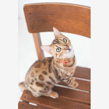 荒畑けいこが出張撮影した「AMIクラウドファンディング撮影会（ペット撮影）」の家族写真