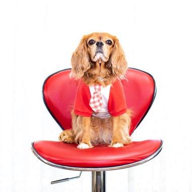 松井シンジが撮影した「ペット」の写真