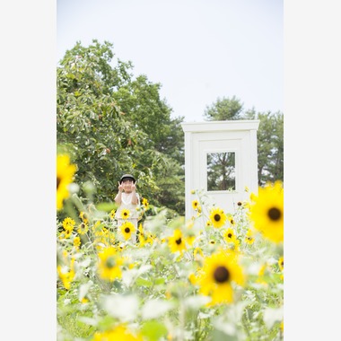 スタジオミルクが撮影した「ひまわり撮影＠昭和記念公園」の写真