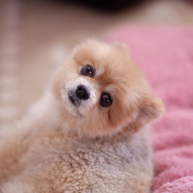 レオン・スナップサービスが出張撮影した「ポメラニアン」の家族写真