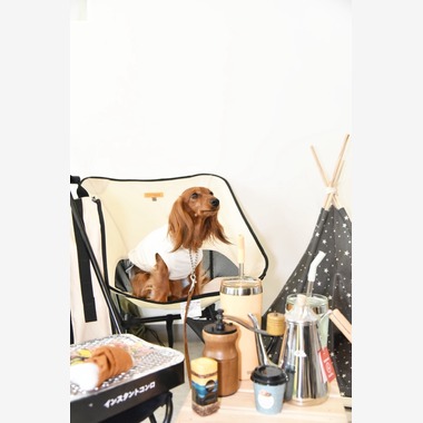 樋上　将太が撮影した「ペット撮影」の写真