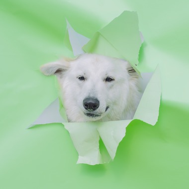 Keiphotoが撮影した「ペット撮影（ご自宅やロケーション）」の写真