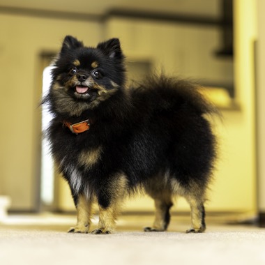 フォトグラフ山王が撮影した「ドッグフォトポートフォリオ」の写真