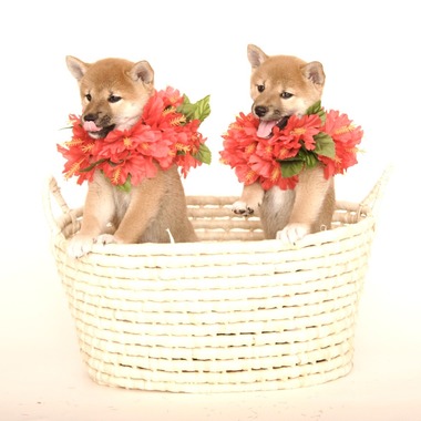 Hiroが撮影した「ペット撮影」の写真