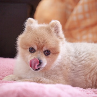 レオン・スナップサービスが出張撮影した「ポメラニアン」の家族写真