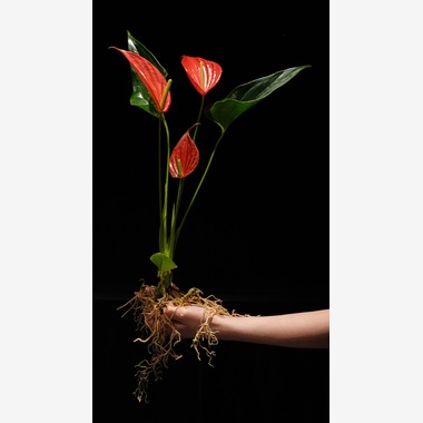 UKPHOTOが撮影した「アーティスト撮影」の写真