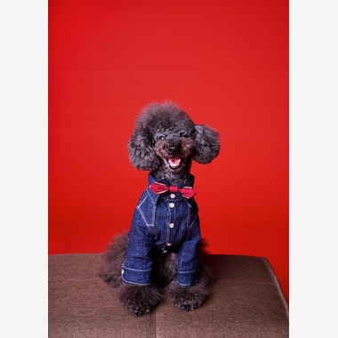 登　万里子が撮影した「ペット写真館（出張撮影）」の写真