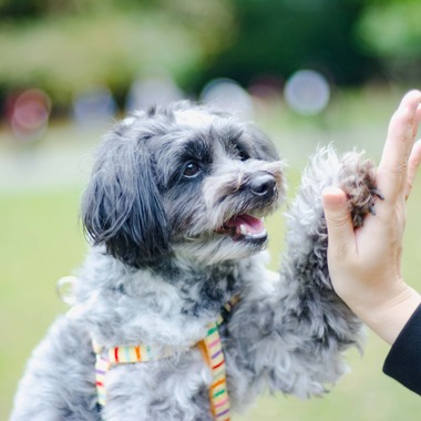 One&Only Photoが撮影した「ペット撮影」の写真