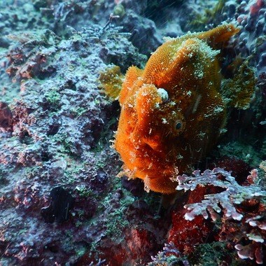 杉野優介が撮影した「スキューバーダイビング水中撮影」の写真