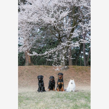 株式会社Neo-Smile 「locationbreeze」高橋 徹が出張撮影した「ペット」の家族写真