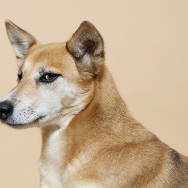 トクシ丸が撮影した「人物撮影」の写真