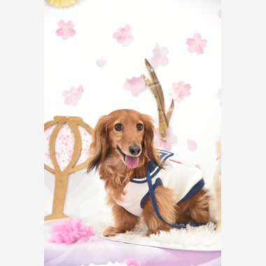 樋上　将太が撮影した「ペット撮影」の写真