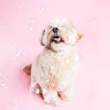 Ray Yamaguchiが撮影した「ペット撮影」の写真