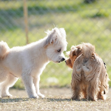 阪口写真事務所が撮影した「愛犬の撮影」の写真