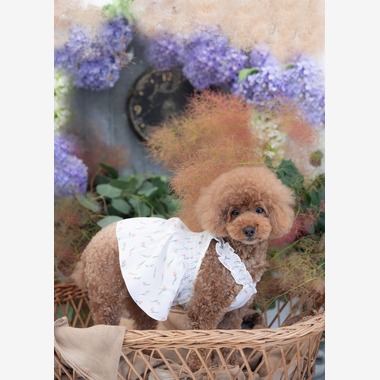 ミヤタカズコが撮影した「DOG フォト」の写真