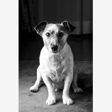 fotograz photographyが撮影した「ペット撮影」の写真