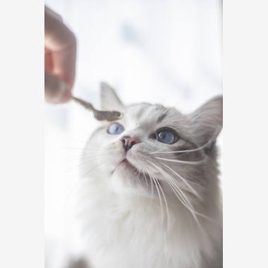 二葉が撮影した「ペットフォト」の写真