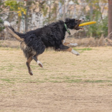 あなたの写真館が撮影した「ペット撮影」の写真