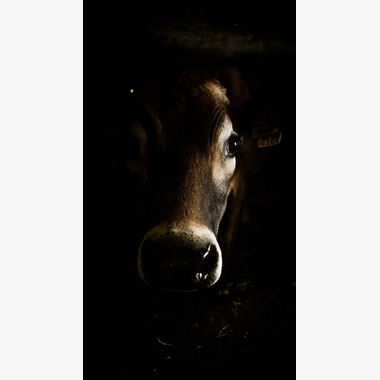 笛吹 侑暉が撮影した「今までに撮らせていただいた写真」のウェディングフォト