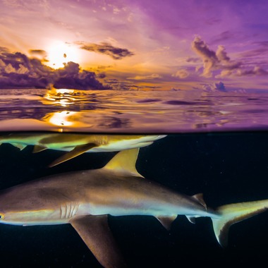 リトルダイナソーが撮影した「水中風景」の写真