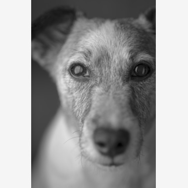 fotograz photographyが撮影した「ペット撮影」の写真