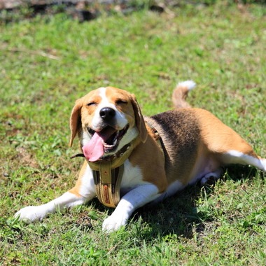 CREAMYが撮影した「ペット」の写真