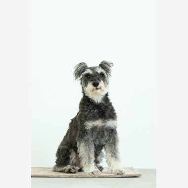 クリエイティブツリーが撮影した「ペット撮影」の写真