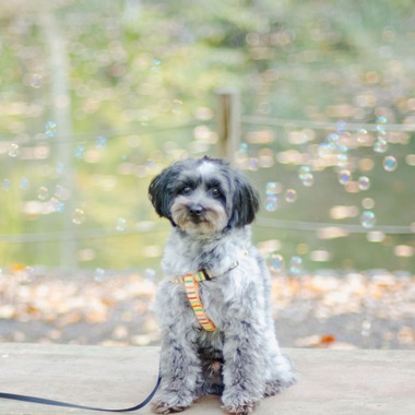 One&Only Photoが撮影した「ペット撮影」の写真