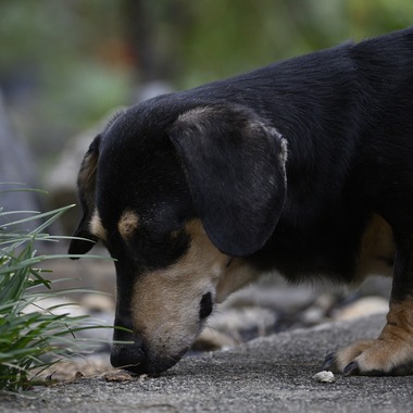西野耀史 (写真事務所かがやき)が撮影した「ペット撮影」の写真