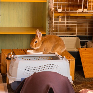 studio white alice 五十嵐啓が撮影した「動物」の写真