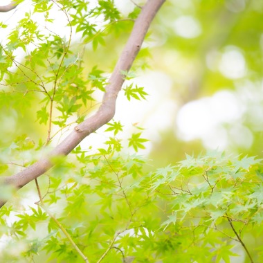 T.Matsumuraが出張撮影した「七五三＠篠原八幡神社」の家族写真