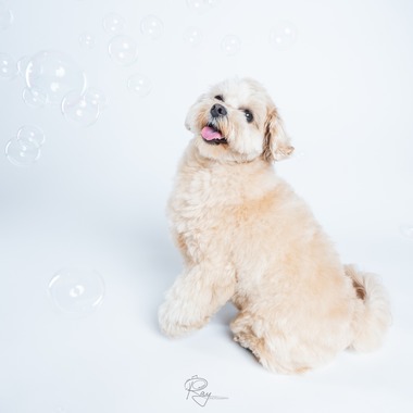 Ray Yamaguchiが撮影した「ペット撮影」の写真