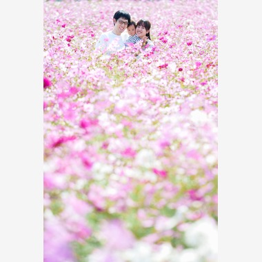 lino-'akaが撮影した「コスモス」の写真