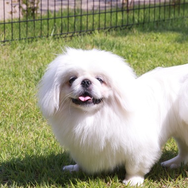 外川博己が撮影した「ペット撮影」の写真