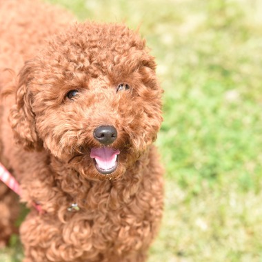 大熊和輝が撮影した「ペット撮影」の写真