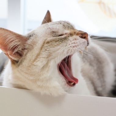 西川　正浩が撮影した「ペット」の写真