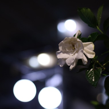 スタジオが撮影した「」のウェディングフォト