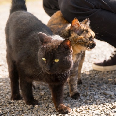 studio white alice 五十嵐啓が撮影した「動物」の写真