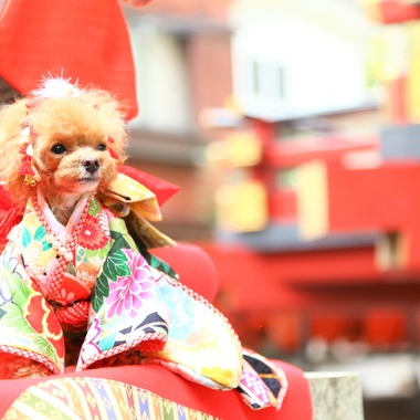 Photographer  Tomoが撮影した「わんちゃん七五三」の写真