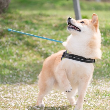 高夏写真店が出張撮影した「家族写真の撮影」の家族写真