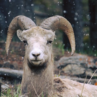 辻本賢英が撮影した「カナダ」の写真