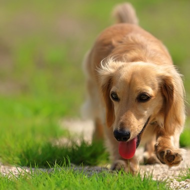 菊原浩司が撮影した「ドッグラン撮影会」の写真