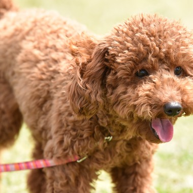 大熊和輝が撮影した「ペット撮影」の写真