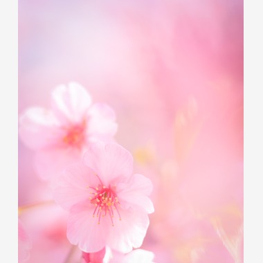 今井広樹/スタジオプランタン/日本写真家協会 会員が撮影した「フラワー」の写真