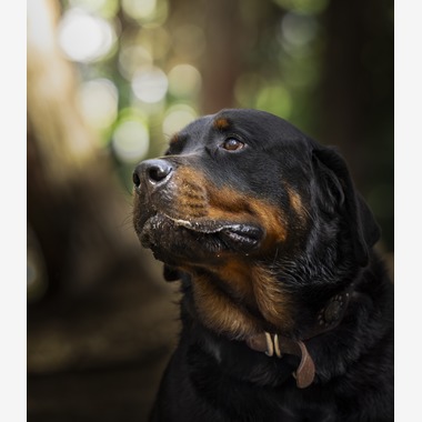 梅田　紫邑が撮影した「ドッグフォト」の写真