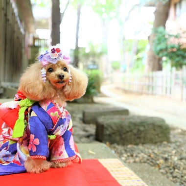 Photographer  Tomoが撮影した「わんちゃん七五三」の写真