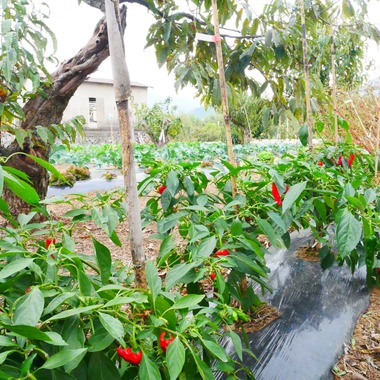 ant10.が撮影した「農家」の写真