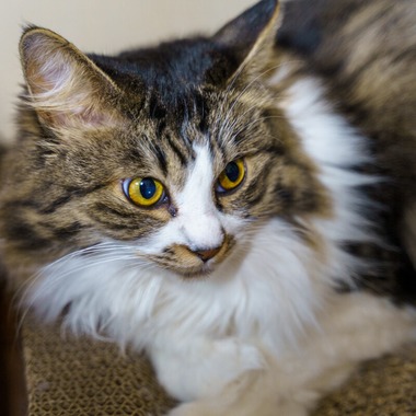 Naoki Okadaが撮影した「ペット撮影」の写真