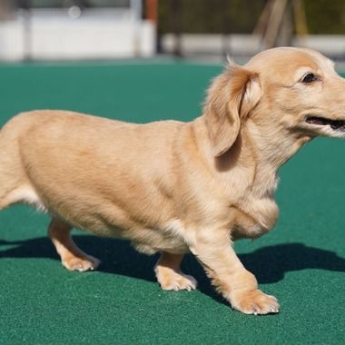 出張撮影くろめっとが撮影した「動物病院例」の写真